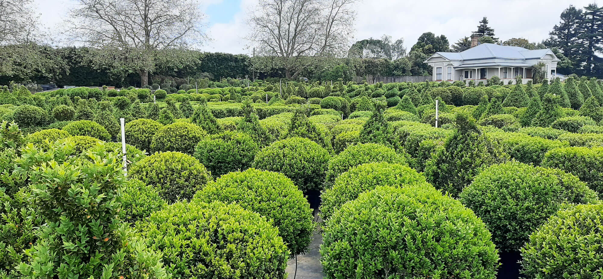 Topiary People buxus