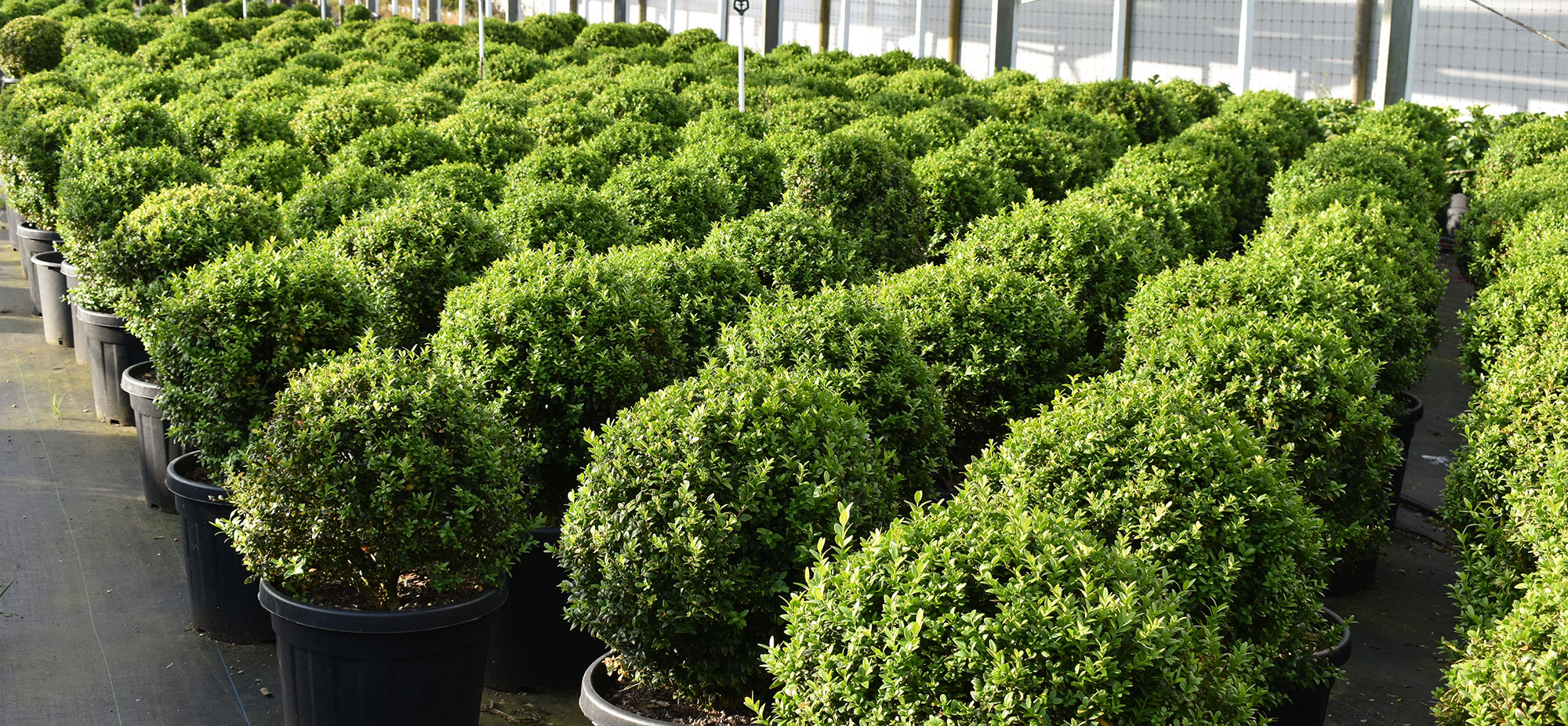 Topiary People Pukekohe